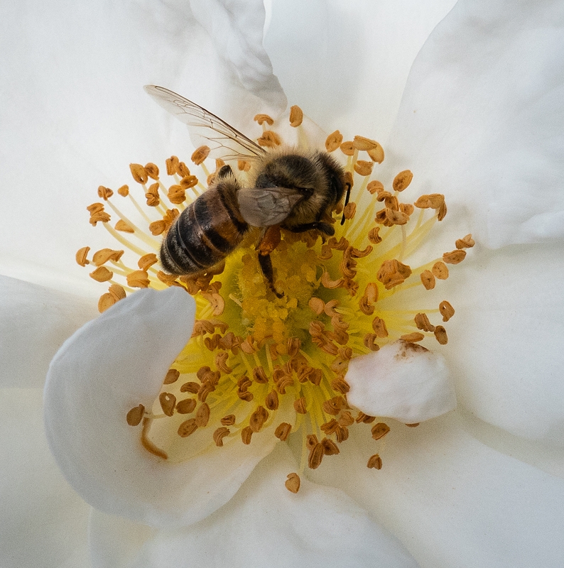 Honey Bee on rose